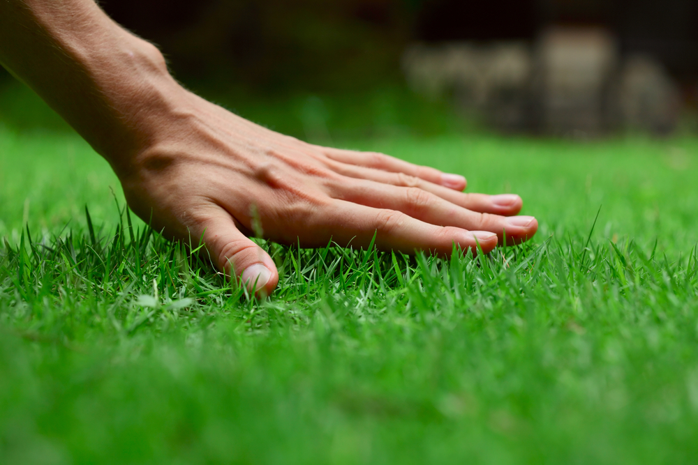 Quality Lawn Care by College Lawn Care. Serving Edmonton and Calgary