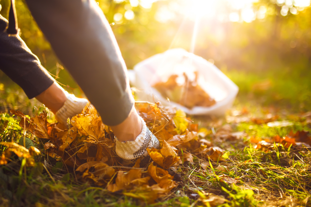 Fall Cleanup Services by College Lawn Care
