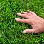 Lawn Fertilizer and Lawn Care by College Lawn Care